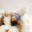 Cartoon Long Hair Cats Pet Products Designer Grooming Comb Small Chihuahua Accessories for Dogs Birthday Gifts Pet Hair Clips