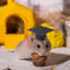 Pet Doctor Hat Pet Graduation Costume Hat Dog Graduation Hats With Red Tassel Hamster Graduation Costume Hat For Dogs Cats
