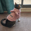Clothes For Cat Sphinx Jacket Cat Clothes Egyptian Kitten Clothing Dog Hoodie Yorkshire Sweater Puppy Pet Chihuahua Hairless Xs