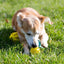 Silicone  Dog Toys Stretch Rubber Leaking Ball Funny Interactive Pet Tooth Cleaning Balls Bite Resistant Chew Toys