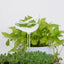 8 Styles Houseplant Automatic Self Watering Glass Bird Watering Cans Flowers Plant Decorative Clear Glass Watering Device