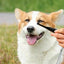 Dog Eye Comb Effective Tear Stain Comb Removes Tear Stains Eye-poop Comb Pet Eye Cleaning Brush Pet Clean Supplies Tool