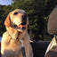 Dog Seat Belt Car Seatbelt Harness for Dogs Adjustable Durable Nylon Reflective Bungee Fabric Tether Car Travel Supplies for Pet