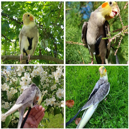 Training Flying Traction Rope Anti-Bite Training Rope Bird Parrot Flying Rope Parrot Harness Bird Harness Leash