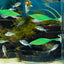 Fake Silicone Betta Fish Leaf Hammock, Pad with Suction Cup, Fish Resting Spot, Bed for Tank