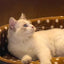 Cats Bed Dot Sponge Pad Dog Accessories Houses and Habitats Pet House Puppy Goods All Supplies Cushions Things Beds Basket Mat