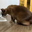 Non-Slip Double Cat Bowl Dog Bowl With Stand Pet Feeding Cat Water Bowl For Cats Food Pet Bowls For Dogs Feeder Product Supplies
