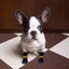 Pet shoe cover indoor warm anti-slip pet socks dog soft comfortable magic sticker adjustable fit Wear-Resistant Dog Shoes