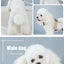 2023New Dog Harness Elegant Comfortable Breathable Pet Dress Collar For Small Dogs Fashion Lovers Vest Dog Harness and Leash Set