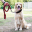 Durable Nylon Dog Collar Leash Set Traction Rope Medium Big Dog Walking Accessories Labrador Husky P-Chain Travel Pet Products