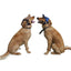 Sport Dog Baseball Cap Outdoor Pet Sunbonnet Hats Puppy Cap with Adjustable Ears Hole for Dogs Outdoor Summer Dogs Accessories