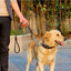 No Pull Leather Dog Leash Durable Cowhide Braided Dog Leash Buffer Spring Design for Training Walking Large and Medium Dogs Pets