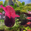 Aquarium Plant Holder Clear Aquarium Tank Live Plant Pot Aquatic Planter With Suction Cups Red Shrimp Live Plants Fish Tank