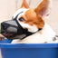 Dog Mouth Cover No Bite Muzzle For Dogs Mesh Design For Breathability And Comfort Adjustable Muzzles For Large Breed Dogs More