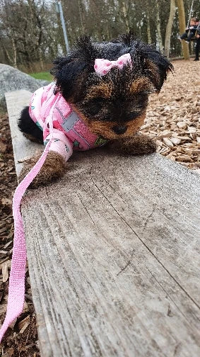 Xs Dog Clothes for Small Dogs Girl Puppy Clothing for Small Dogs Boy Cat Jacket Personalise Pet Shirts for Pug Chihuahua Bulldog