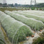 Garden Insect Protection Net Plant Vegetables Fruit Care Cover Flowers Greenhouse Pest Control Anti-Bird Protective Net 60 Meshs
