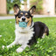 Dog Tennis Tumble Interactive Toy Pet Training Ball Rubber Heavy Duty Tennis Ball Cup Toy Puppy Chewing Dispensing self Play Toy
