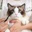 Dog Eye Comb Effective Tear Stain Comb Removes Tear Stains Eye-poop Comb Pet Eye Cleaning Brush Pet Clean Supplies Tool