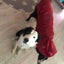 Big dog raincoat reflective waterproof windproof hooded raincoat large dog clothing outdoor raincoat  dog clothing jacket