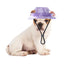 Pet Caps Puppy Round Brim Visor Hat Cat Dog Sun Cap with Ear Holes for Teddy Pug Chihuahua Shih Tzu Yorkshire Terriers Papillons