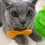 50pcs Mix Color Bow Ties Bowknot for Dogs Cat Grooming Accessories Small Animal Children Adjustable Bowtie Pet Product Wholesale