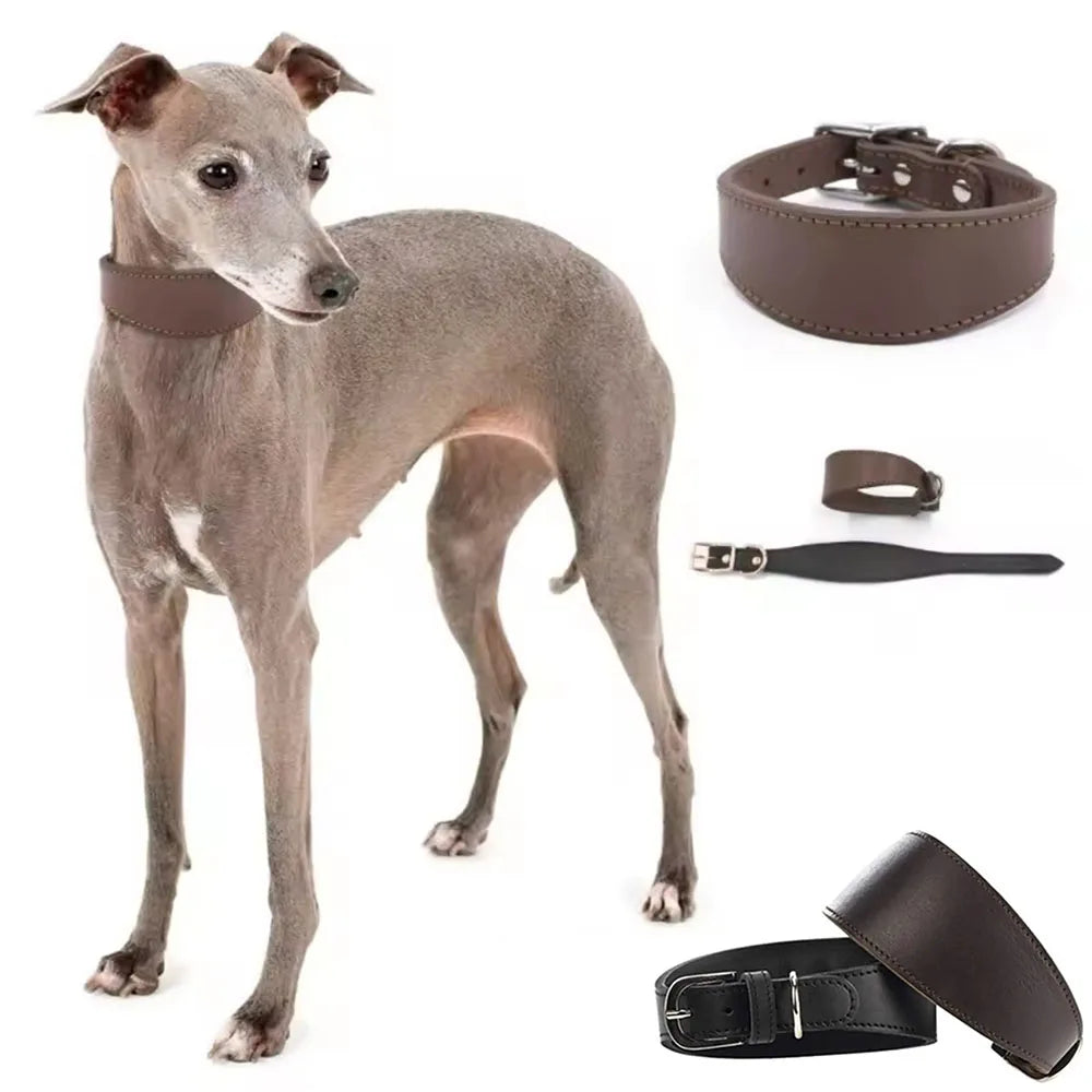 Soft Real Leather Extra Wide Padded Tapered Dog Collar Glossy Brown Black Greyhound Saluki Deerhound Lurcher Whippet Dachshund
