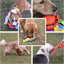 Dog Snuffle Ball Natural foraging Interactive Pet Snuffle Ball Pet Slow Feeder Chew Toys With Bite Resistant Rope Puzzle Dog