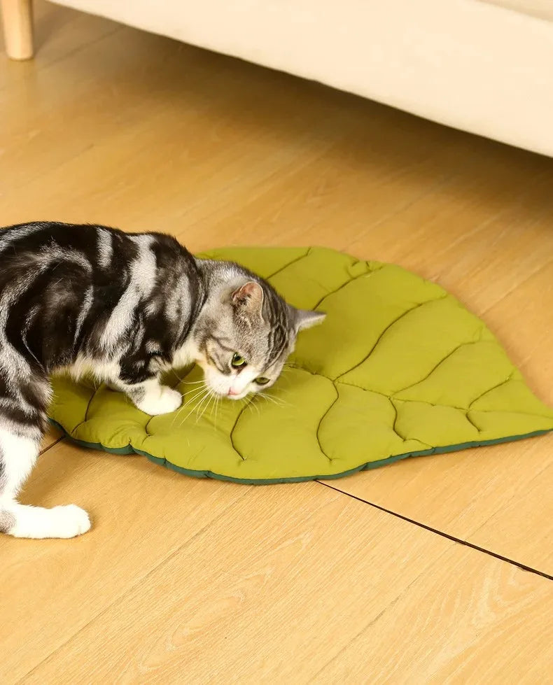 Kitten Bed Cats All Things Pet Accessory Houses House Products Beds Accessories Dog Mat Supplies Cushions Habitats Basket Puppy