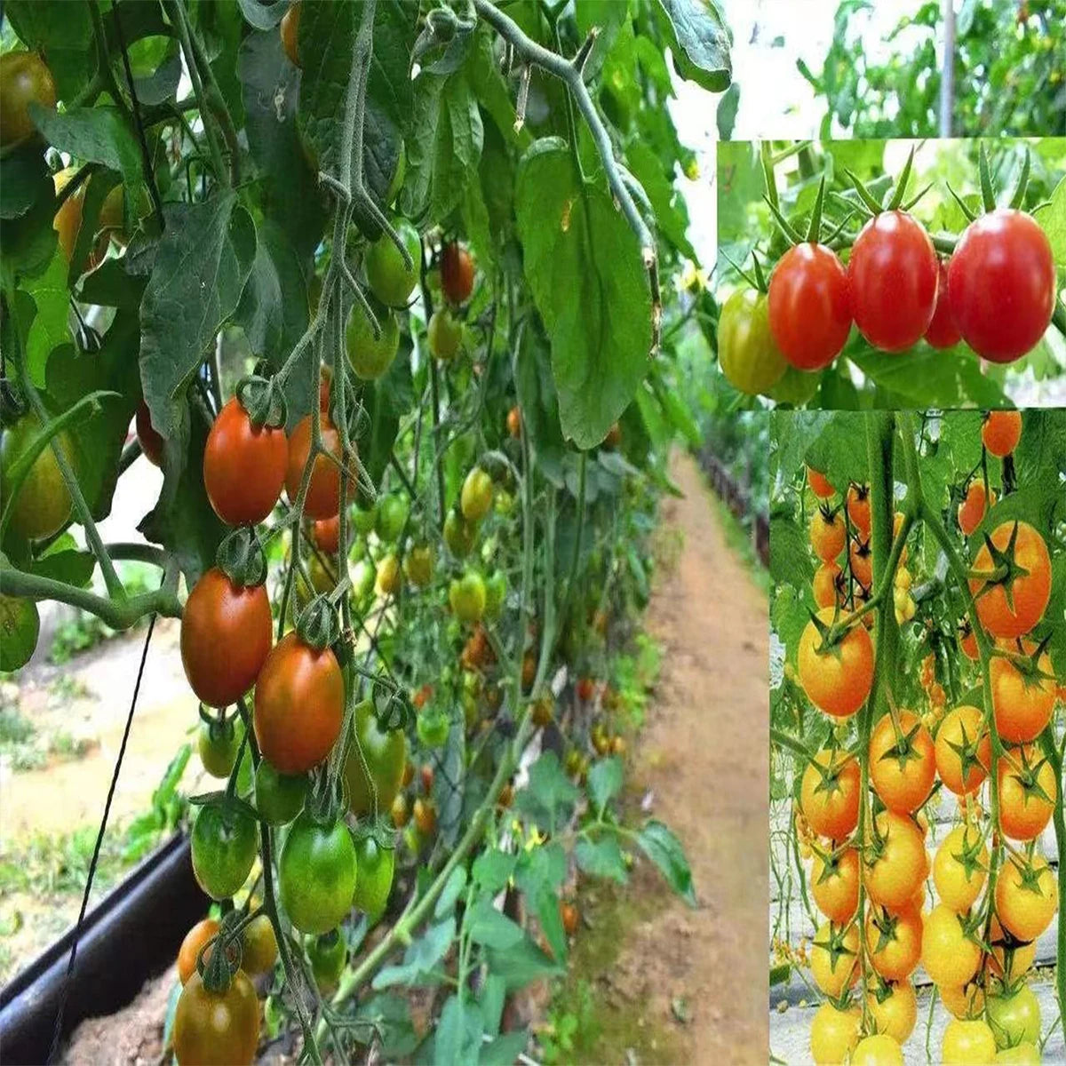 Netting Pond , Netting Protect Pest Control,Anti Bird , Mesh Garden, Flower Traps, Plant Fruit Vegetables,Green