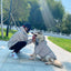 Pet Clothes  Pets Acessorios  Dog Clothing  Dog Costume Parent-child Wear Spring and Autumn One Color Eight Sizes
