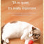 Cat Interactive Ball Training Self-moving Kitten Electric Cat Ball Toys Electronic Automatic Rolling Magic Ball Toys for Cat