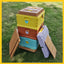 Langstroth 3-Layer 10-Frame Thermo Plastic Bee Hives for Sale - Bee Hive Box - Beekeeping Equipment Wholesale - Beehive Supplies