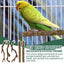 Parrot Perch 5PCS Natural Wooden Cockatiel Perch Exercise Training Branches Parrot Stand Cage Accessories For Small Or Medium