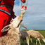 Feeding Milk Drinking Nipple Plastic Connect With Sprite Cokes Bottle Milk Drink Soft Pacifier For Sheep Goat Lamb Dog