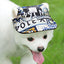 Dog Baseball Hat Pet Outdoor Sun Protection Visor Hat Ear Holes Dog Hats Lightweight Comfort Pet Hat For Outdoor Enthusiasts