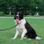 Multicolor Frisbeed Dog Toy  Fashion Pet Dog Silicone Game Flying Discs Trainning Interactive Toys Pet Supplies Flying Disc