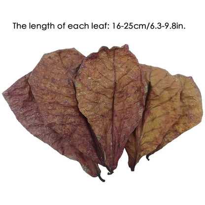 Terminalia Catappa Leaves Betta Shrimp Leaves PH Balance Water Conditioner for Aquarium Turtles Shrimps Habitat Accessory