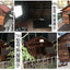 4XL Pet Kennel Large Dog Summer Cooler All Seasons Universal Medium Dog Kennel Solid Wood Removal and Washing