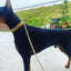 Strong 32mm Wide Gold Dog Chain Collars  Heavy Stainless Steel Dogs Choker Pitbull Gold Dog Necklace For Large Huge Dogs