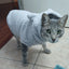 Clothes For Cat Sphinx Jacket Cat Clothes Egyptian Kitten Clothing Dog Hoodie Yorkshire Sweater Puppy Pet Chihuahua Hairless Xs