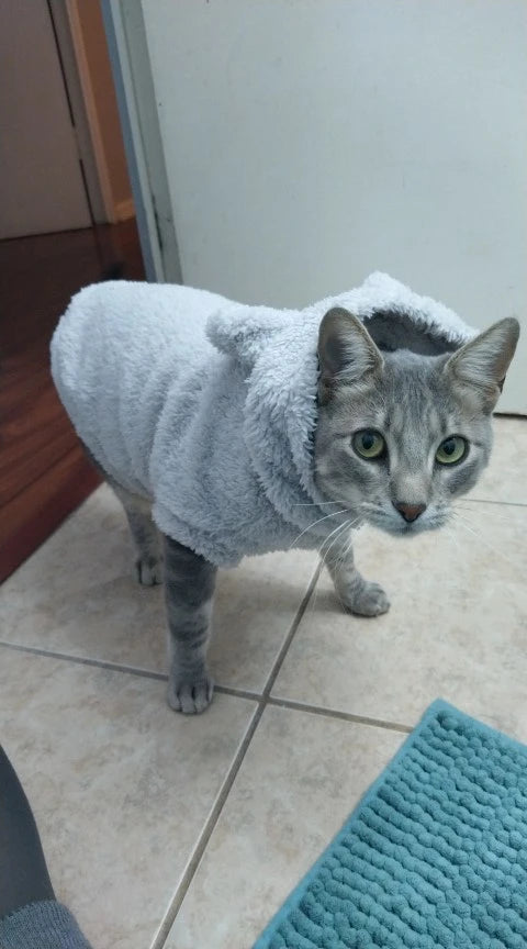 Clothes For Cat Sphinx Jacket Cat Clothes Egyptian Kitten Clothing Dog Hoodie Yorkshire Sweater Puppy Pet Chihuahua Hairless Xs