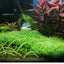 5Pcs Stainless Steel Aquarium Plant Net Aquatic Moss Plants Landscaping Aquatic Fish Tank Decoration Accessories 8cmx8cm acuario