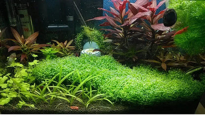 5Pcs Stainless Steel Aquarium Plant Net Aquatic Moss Plants Landscaping Aquatic Fish Tank Decoration Accessories 8cmx8cm acuario