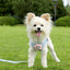 Adjustable Pet Dog Harness with 1.2m Leash Set Pet Collar Leash Outdoor Walking For Puppy Cats French Bulldog Chihuahua