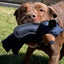 Dog vocal interactive plush toy Plush Squeaky Teething Toy Interactive Dog Toy Cleaning Teeth Anti Bite Abreact Plaything Bear