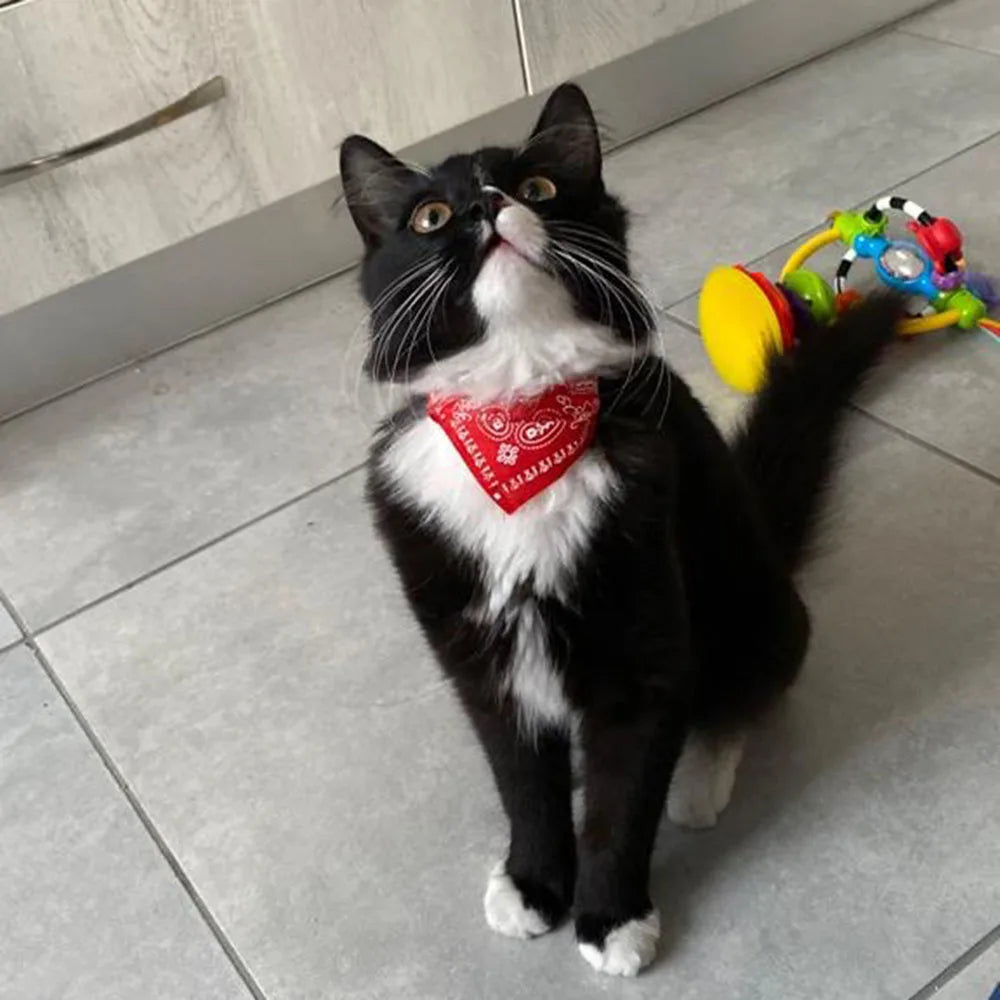 Small Dog Cat Bandana Collar Adjustable Puppy Dog Kitten Neckerchief PU Collar with Printed Triangular Scarf Pet Collar for Cat