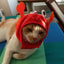Cute Pet Hat Small Dog Cat Hat Easter Bunny Hat Crab Lobster Frog Cap Pet Party Costume Accessories Headwear for Cat Kitten Pug