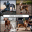 Dog Booties Puppy Booties For Outdoor 4PCS Waterproof Dog Booties Paw Protector For Summer Hot Pavement Winter Snowy Day Outdoor