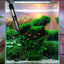 Aquarium Heater Cover Guard Aquarium Fish Tank Heating Rod Sleeve Heat-Resistant With Suction Cups Heater Protectors For Water