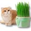 Hierarchical Design Cat Grass Cultivation Cup with Soilless Cultivation Reusable Catnip Growing Container Seed Germination Tray